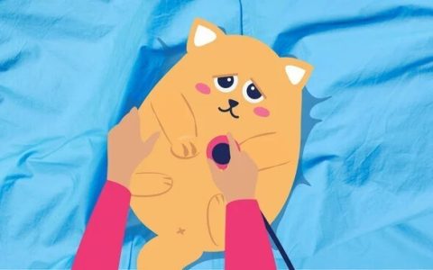 猫慢性肾病：病因、症状和治疗