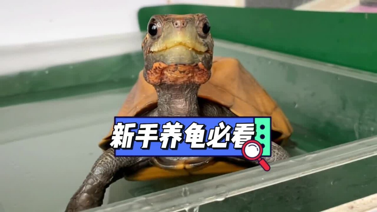 新手养龟必看，实用养龟知识！