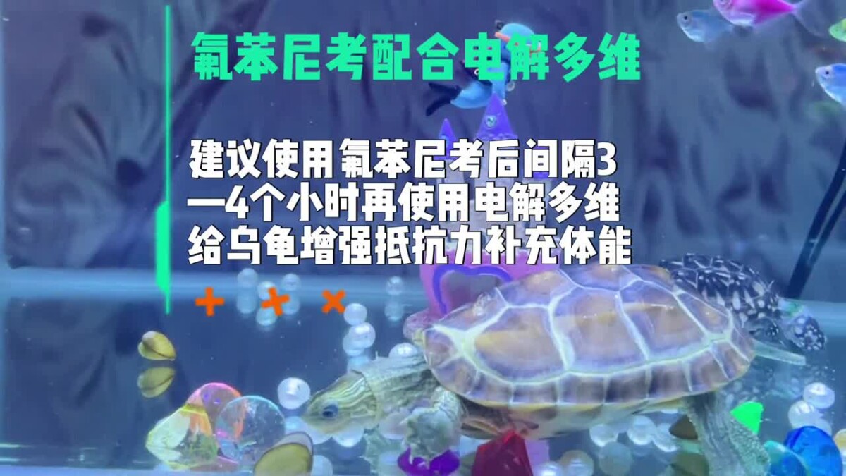 乌龟使用氟苯尼考用量、方法详细介绍