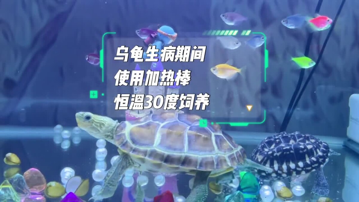 乌龟使用氟苯尼考用量、方法详细介绍