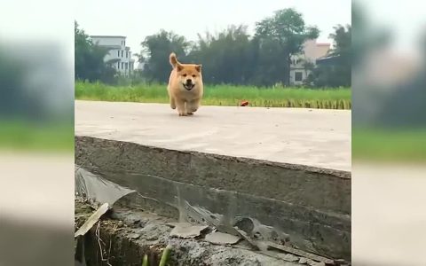 How to keep a new pet