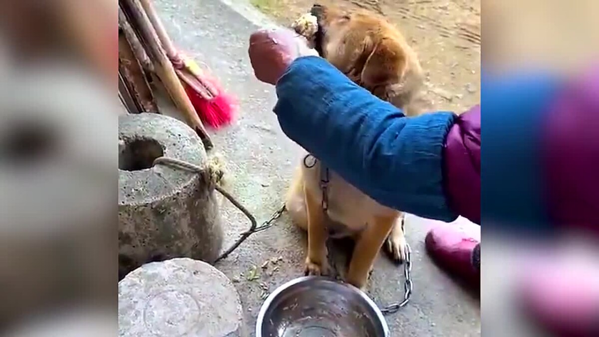 为什么奶奶养大的狗最后都会变成猪？