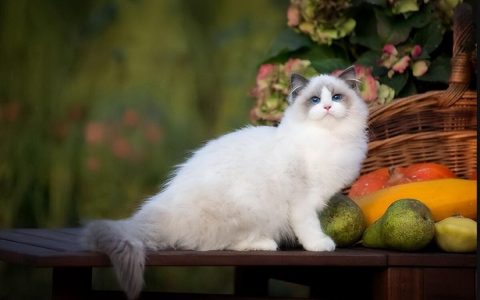 猫能记住主人一辈子吗？为什么出个差就不认识人了？