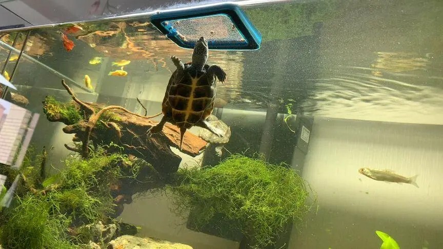 There are several instances of turtle drowning that are actually completely avoidable