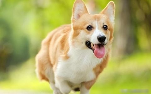 狗的寿命一般多少年？了解它们临终前的隐藏情感与需求