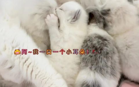 猫咪品相鉴别难？掌握这些技巧，买猫不再迷茫