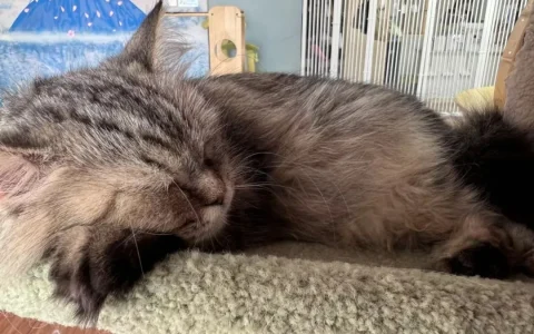 母猫听话还是公猫听话？性别差异与培养技巧
