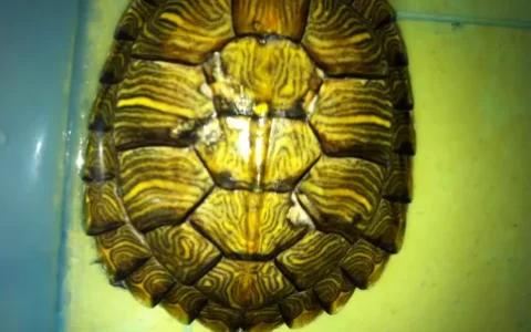 乌龟壳变软了是啥原因？3 种情况及其解决办法