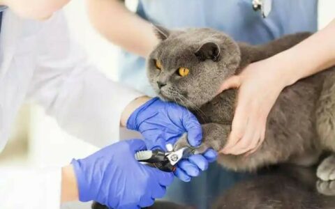 猫咪常见疾病预防：5 大高发病识别与护理指南