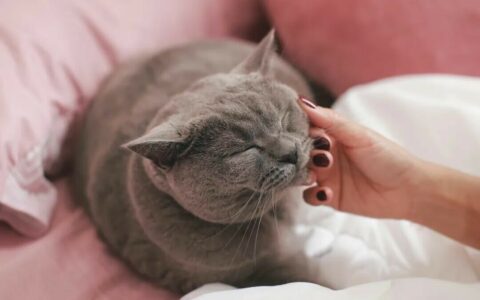 猫咪冷了有哪些表现：5 个细节教你精准判断