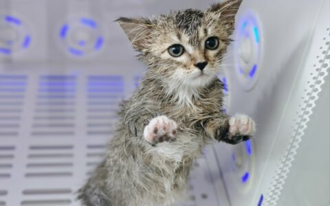 给猫洗澡必备物品：8 件清单与洗后注意事项
