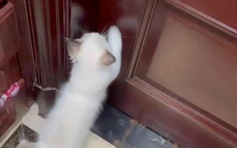 猫咪不让进卧室一直叫挠门，会伤心吗？教你如何应对！