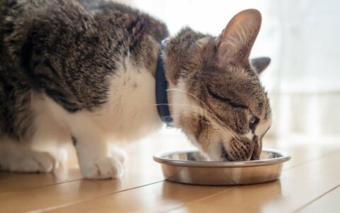 猫肾病症状照护注意事项：6 大要点，助肾猫延长陪伴