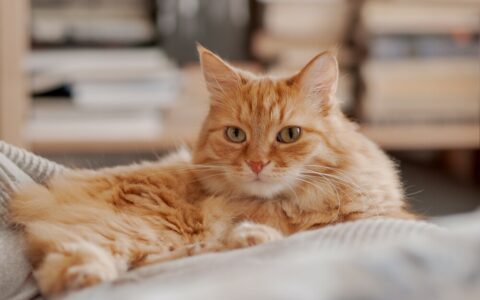 猫可以喝牛奶吗？乳糖不耐受症状、羊奶与安全替代方案