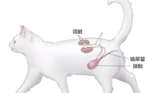 猫咪慢性肾衰竭饮食管理方案：中老年猫肾脏护理 4 招