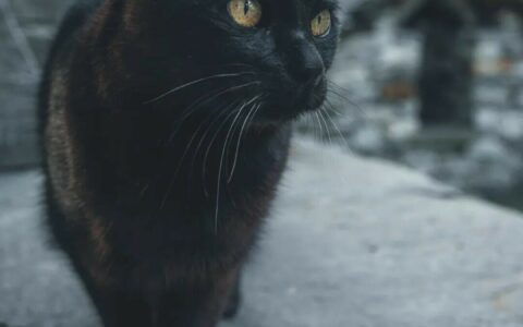 猫咪最喜欢被摸哪里：避开这 3 个禁区不被咬