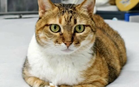 猫咪冬天怎么保暖：守住这 4 条救命温度红线