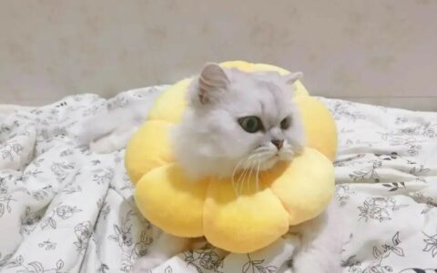 猫绝育后性格会改变吗：揭秘粘人与冷淡的天性真相