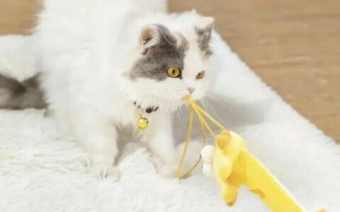 逗猫棒为什么对猫有效：3 个动作唤醒狩猎本能