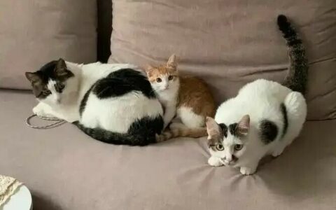 多猫家庭：6 种被冷落的猫咪表现