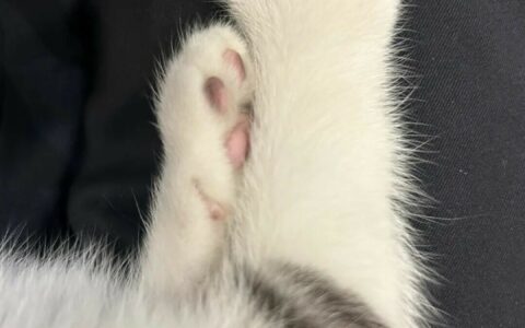 猫咪为什么不让摸爪子：这 6 个原因一定要自查
