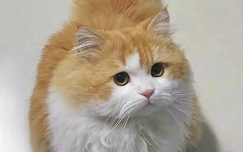 猫咪幸福的表现：这 3 种迹象说明你养得极好