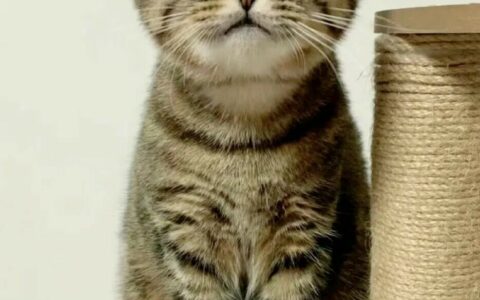 狸花猫性格特点：揭秘被严重低估的 5 大核心优势