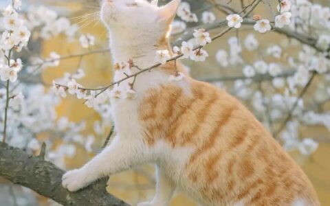 橘猫性格特点：2 个硬核优点与 1 个致命软肋