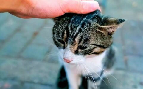 猫咪翘尾巴是什么意思？看懂 6 种尾巴语言