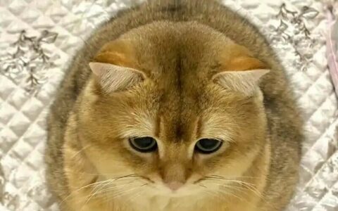 什么猫最容易长胖：揭秘 5 种“天选猪咪”体质