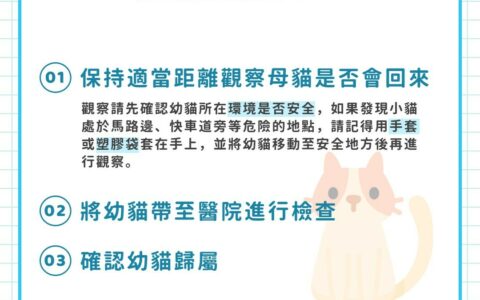 幼猫怎么养：3 阶段科学喂养与医疗全攻略